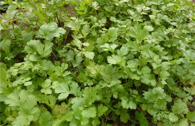 香菜种植的注意些什么
