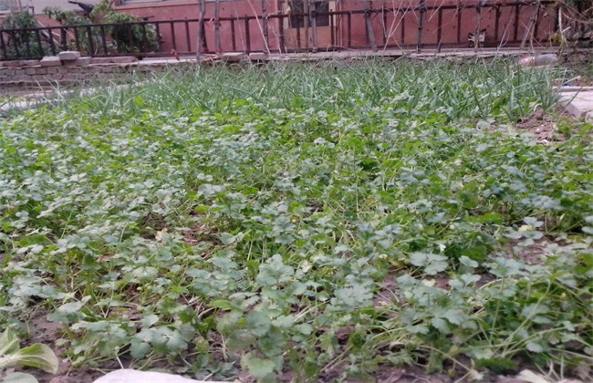 香菜种植的注意些什么
