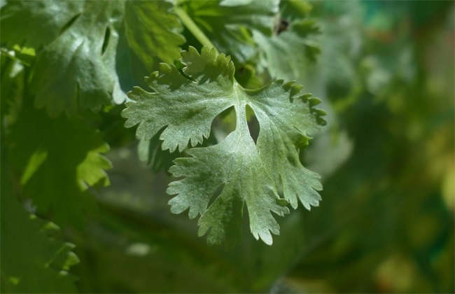 香菜种植的注意些什么