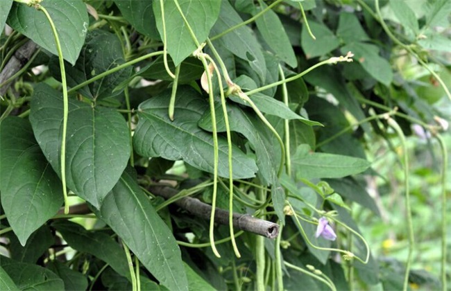 豆角高产的种植办法