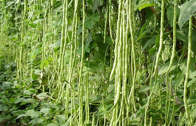 豆角高产的种植办法