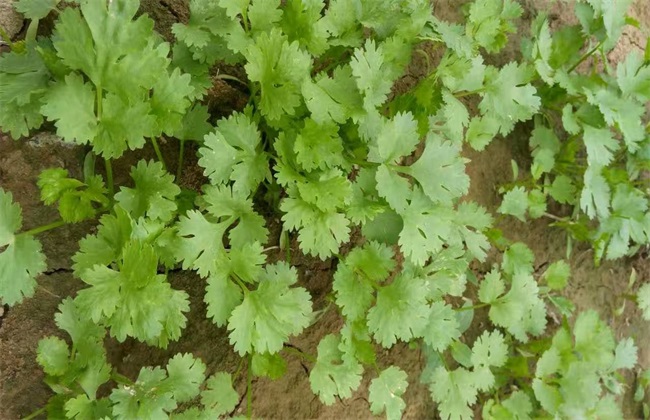 怎么种植香菜才能获得高产