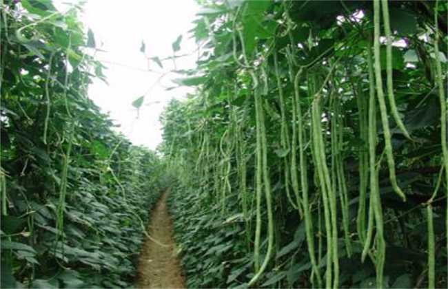 豆角高产的种植办法