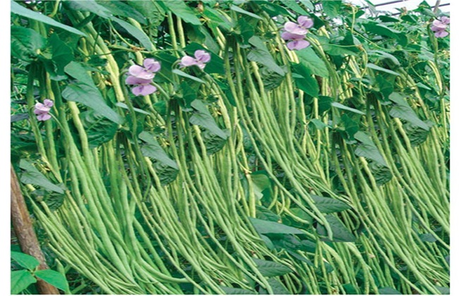 豆角高产的种植办法