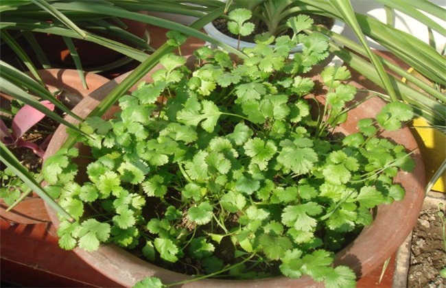 怎么种植香菜才能获得高产