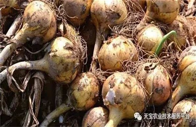 洋葱头腐烂的原因及防治办法