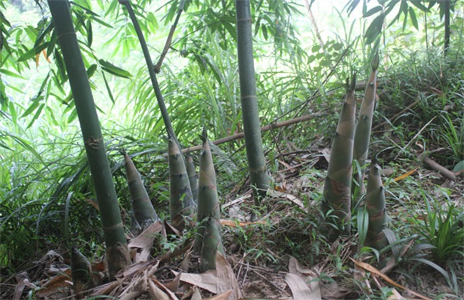 竹笋怎么施肥