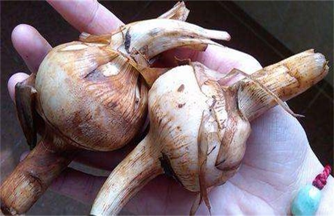 慈姑的种植办法