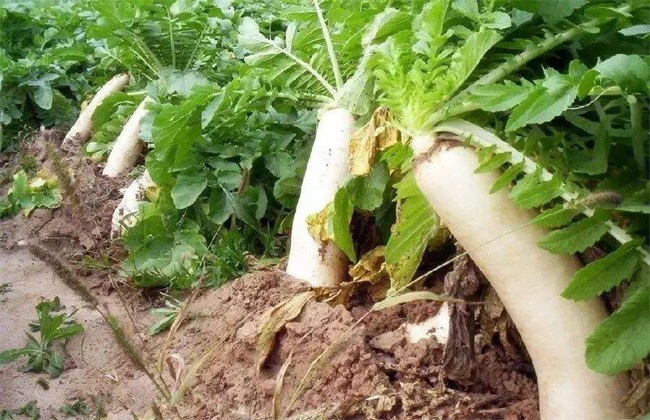 秋季萝卜易患病害及防治