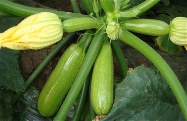 西葫芦种植要要注意什么