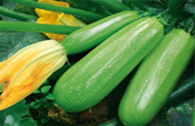 西葫芦种植要要注意什么