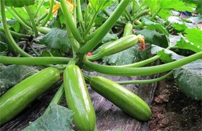 西葫芦种植要要注意什么