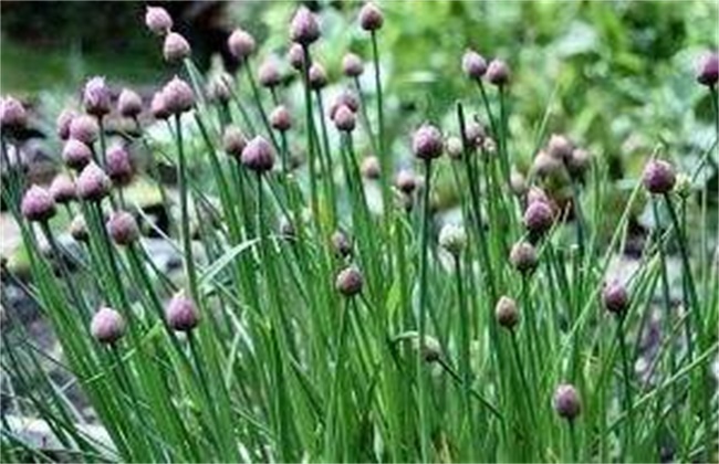 热天高温期韭菜管理方法技巧