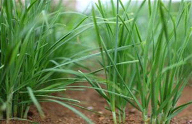 热天高温期韭菜管理方法技巧