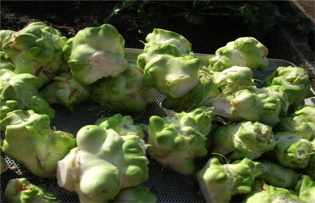 榨菜怎么种植才会高产