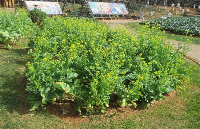 榨菜怎么种植才会高产