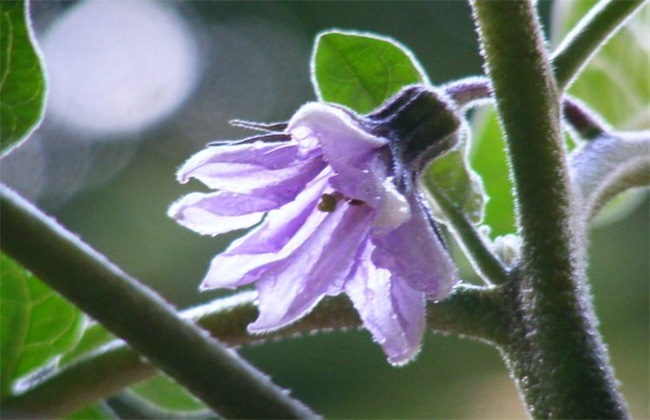 茄子落花怎么防治