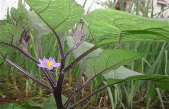 茄子落花怎么防治