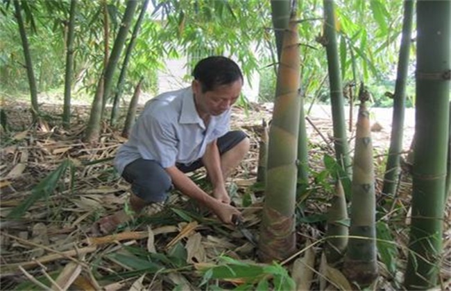 竹笋的种植技术