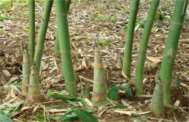 竹笋的种植技术
