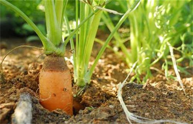 胡萝卜经常遇见的病虫害及防治办法