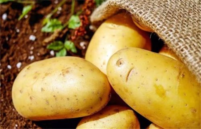 土豆怎么样才能高产