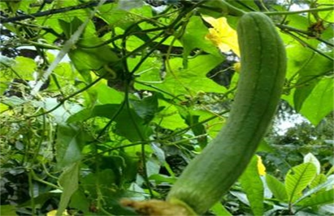 丝瓜无土栽培技术