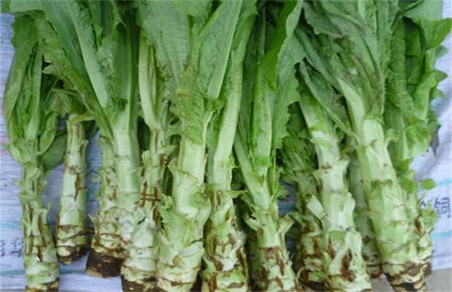 莴笋裂茎的防治