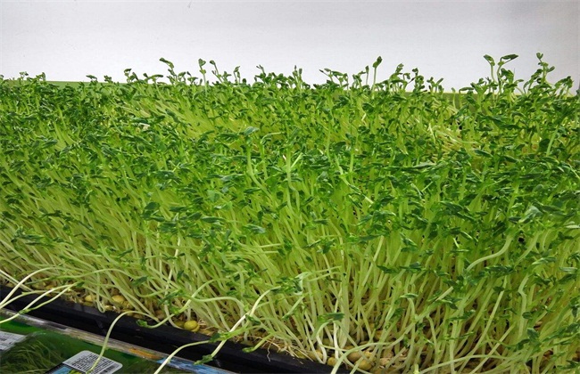 豆芽的种植办法