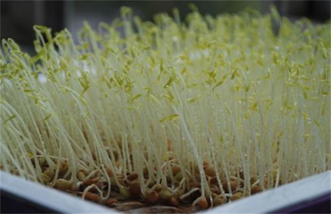 豆芽的种植办法