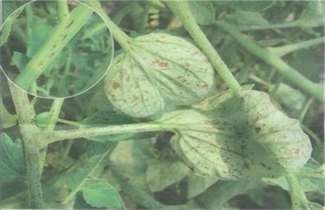 荷兰豆经常遇见的病虫害防治办法