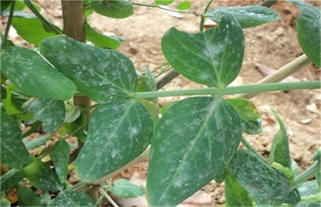 荷兰豆经常遇见的病虫害防治办法