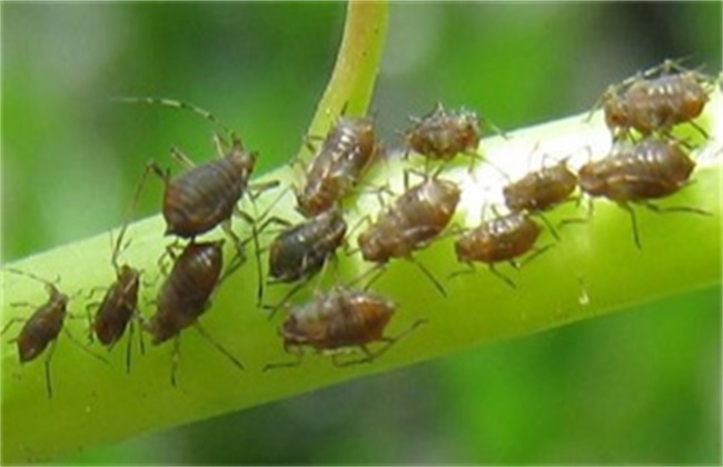 荷兰豆经常遇见的病虫害防治办法