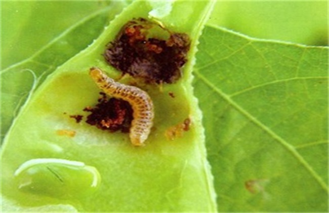 荷兰豆经常遇见的病虫害防治办法