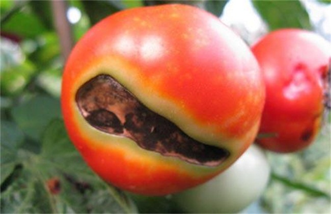 西红柿容易有的病害