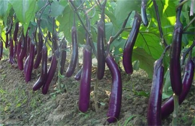 茄子着色不良的原因