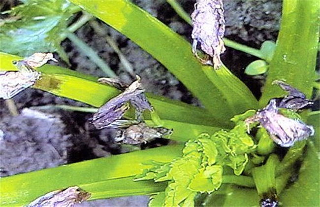 茼蒿经常遇见病虫害防治办法