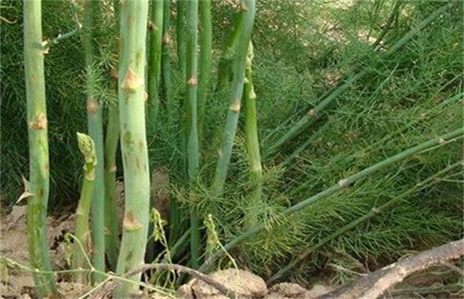 芦笋不正常生长状况防治