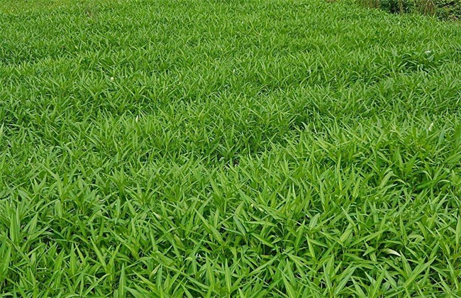 空心菜经常遇见病害及防治