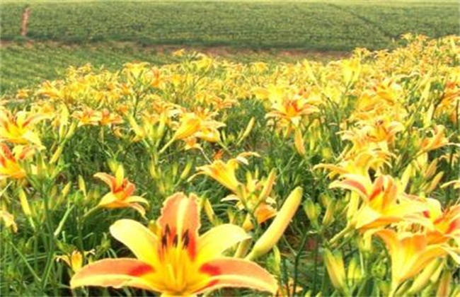 黄花菜经常遇见病虫害