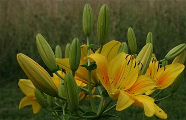 黄花菜经常遇见病虫害