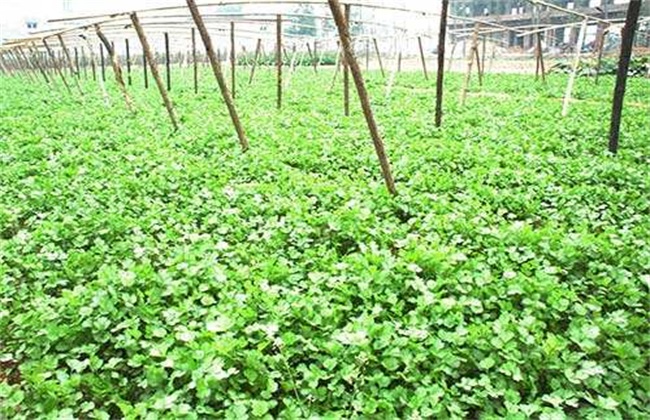 怎么防治香菜经常遇见病害