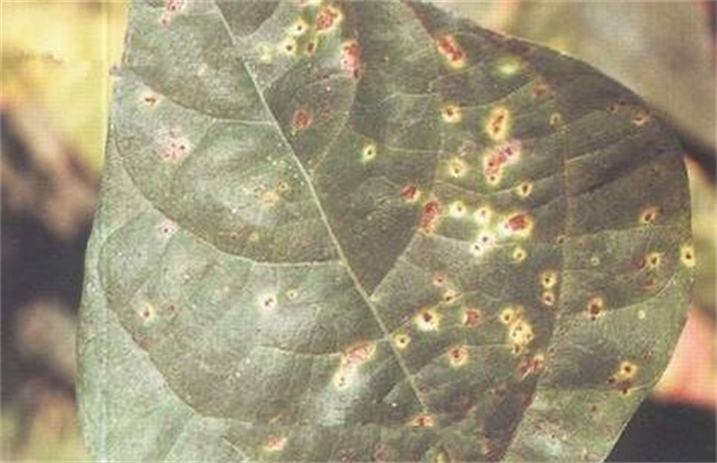 扁豆经常遇见病虫害防治办法