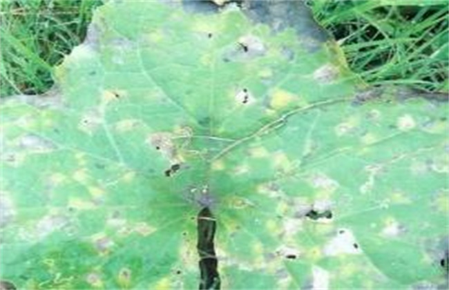 南瓜经常遇见病害防治办法