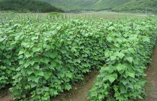 芸豆不结荚解决办法