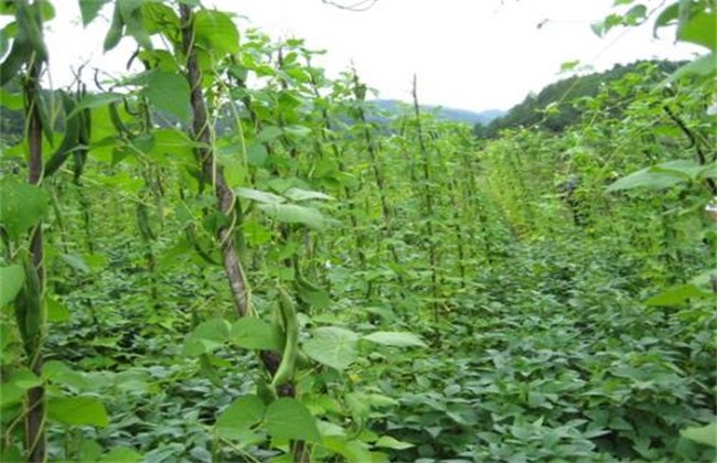 芸豆不结荚解决办法