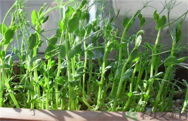 龙须菜的种植办法