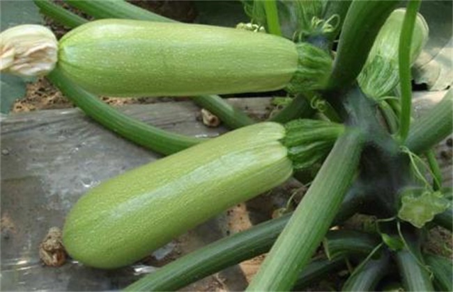 西葫芦种植时间和办法