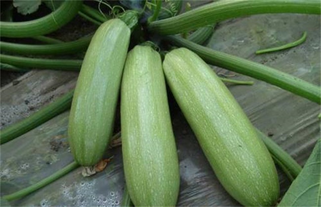 西葫芦种植时间和办法