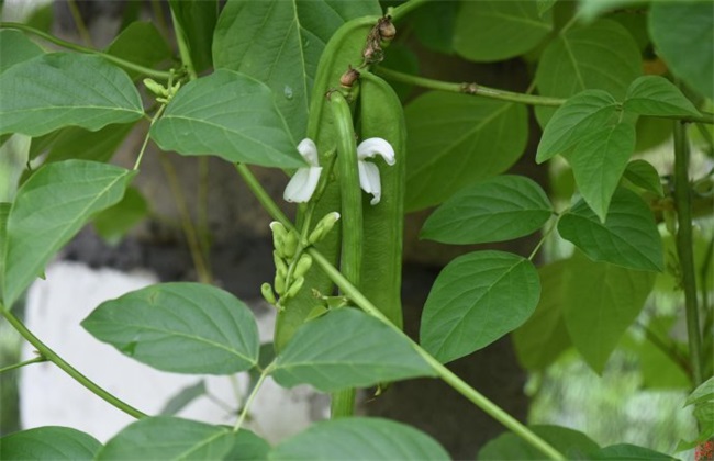 刀豆的种植时间与办法